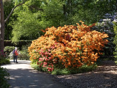 Prachtvoll und beeindruckend zeigen sich die Alpenrosen im Park der Gärten