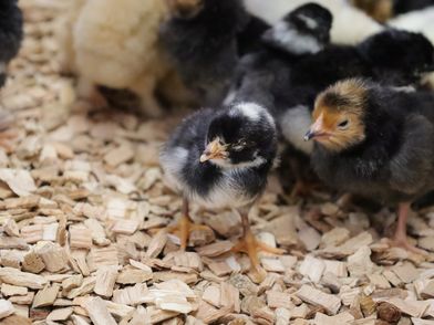 Mehrere kleine Küken