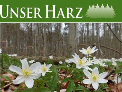 Das Cover-Foto von Unser Harz März 2026 zeigt blühende Buschwindröschen