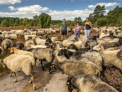 Drei Wanderer in einer Herde Heidschnucken in der Lüneburger Heide