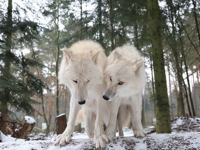 Zwei weiße Wölfe in einer Winterlandschaft