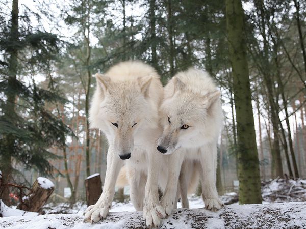 Zwei weiße Wölfe in einer Winterlandschaft