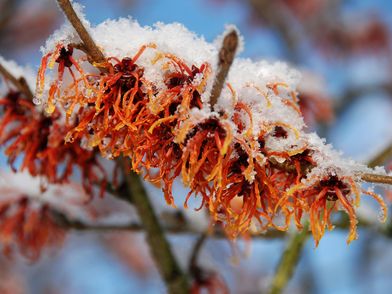 Mit Eis bedeckte Winterblüte