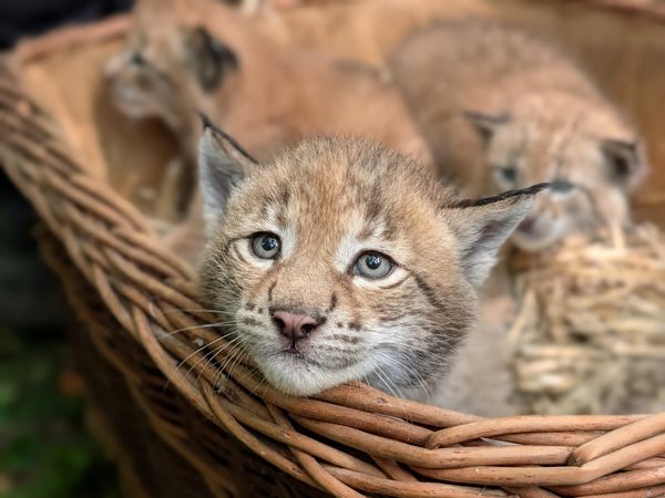 Junge Luchsmaedchen im Wildpark Schwarze Berge