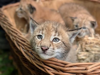 Junge Luchsmaedchen im Wildpark Schwarze Berge