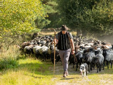 Ein Schäfer mit seinem Hund und einer Herde Heidschnucken in der Misselhorner Heide.