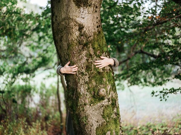 Zwei Arme umarmen einen Baum.