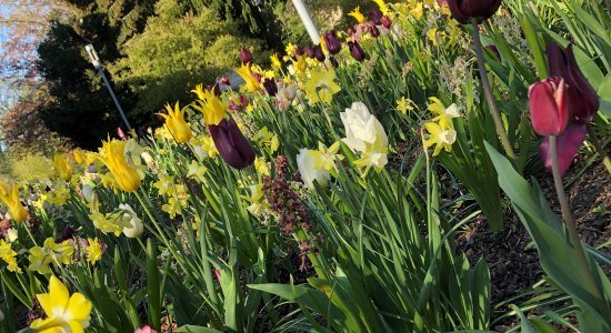 Frühlingsbeete im Kurpark Bad Nenndorf, im Hintergrund das Hotel Esplanade, © Kur- und Tourismusgesellschaft Staatsbad Nenndorf mbH Frühlingsbeete im Kurpark Bad Nenndorf, im Hintergrund das Hotel Esplanade, © Kur- und Tourismusgesellschaft Staatsbad Nenndorf mbH