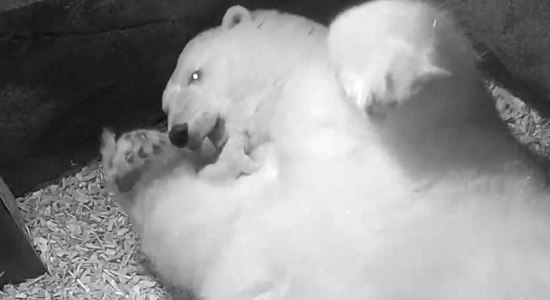 Eisbär Milana leckt ihr Jungtier, © Zoo Hannover