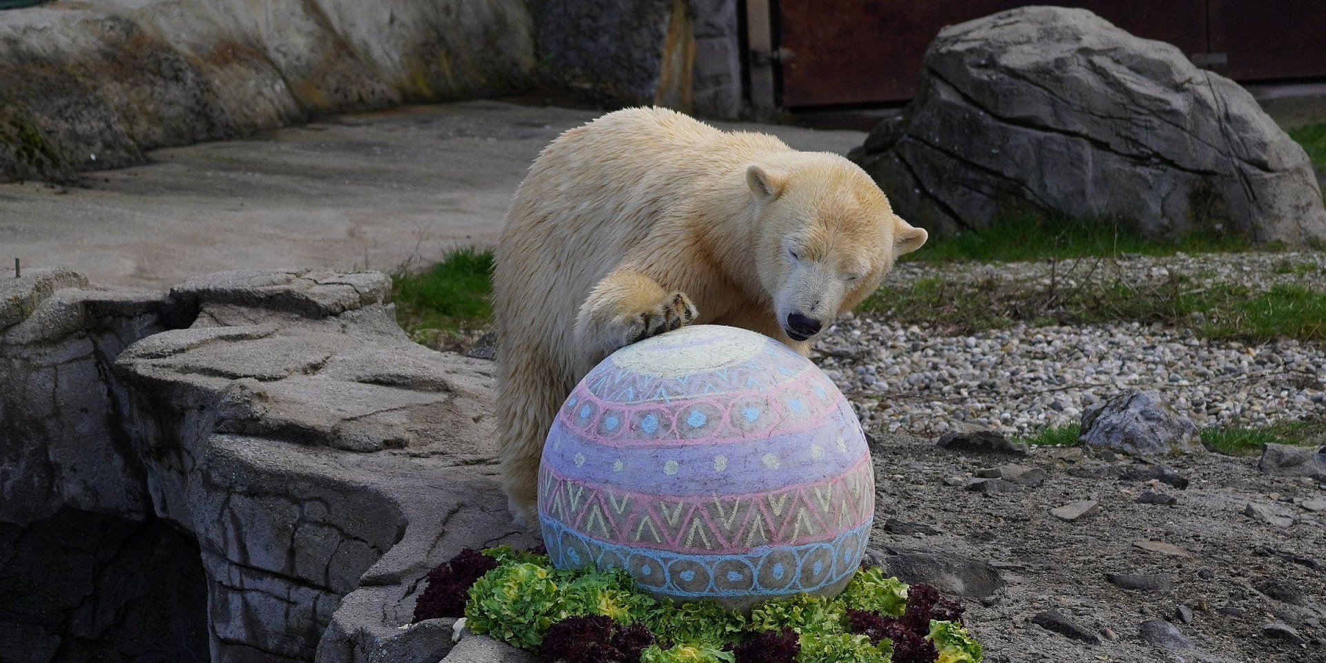 Eisbärmädchen Nana, © Erlebnis-Zoo Hannover