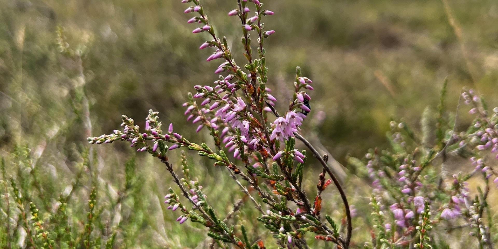 Heideblüte, © Lüneburger Heide GmbH