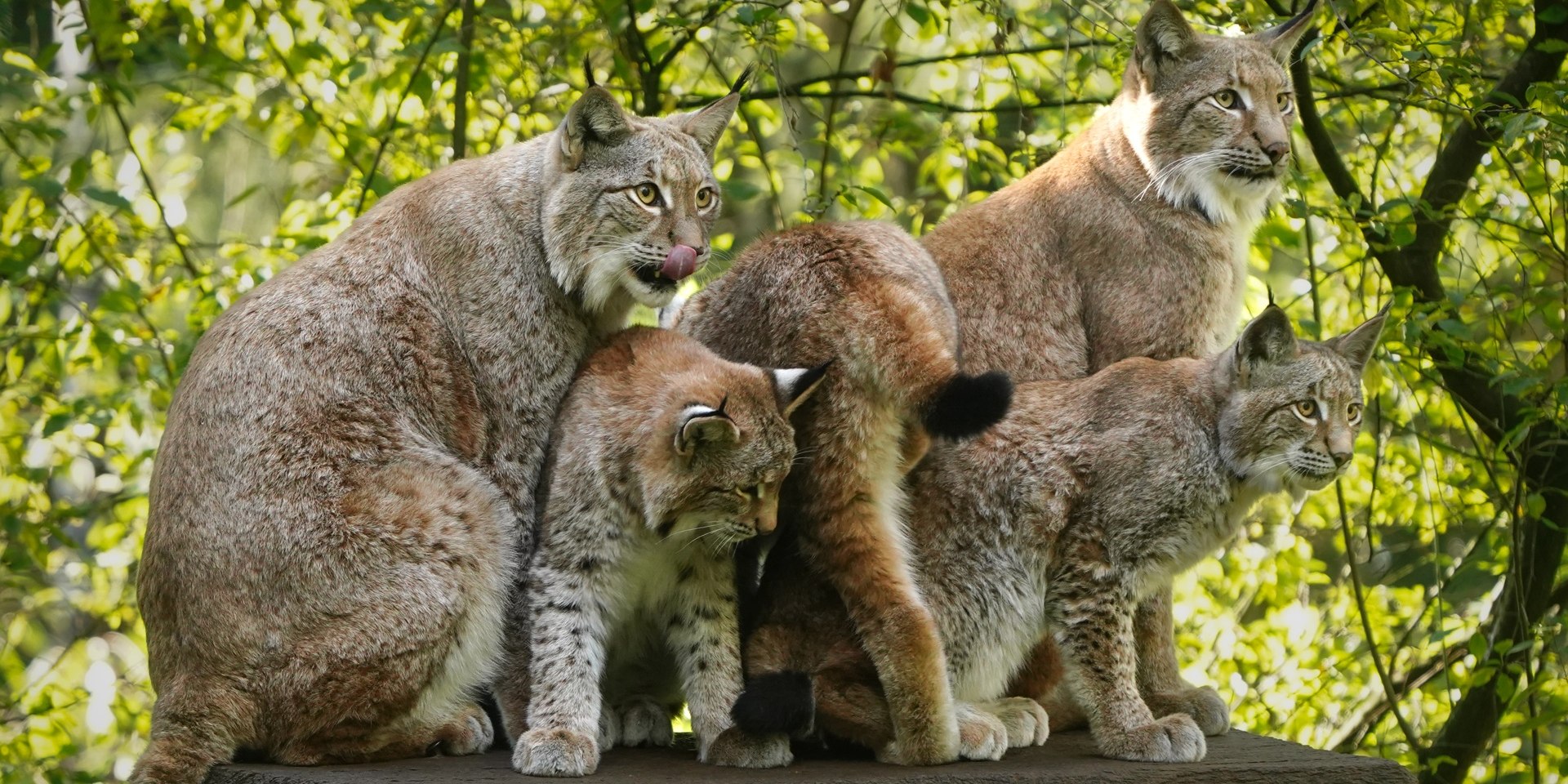 Luchseltern ziehen Nachwuchs im Wildpark Schwarze Berge, © Wildpark Schwarze Berge