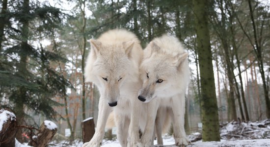 Weihnachtsmarkt im Wolfcenter, © WOLFCENTER