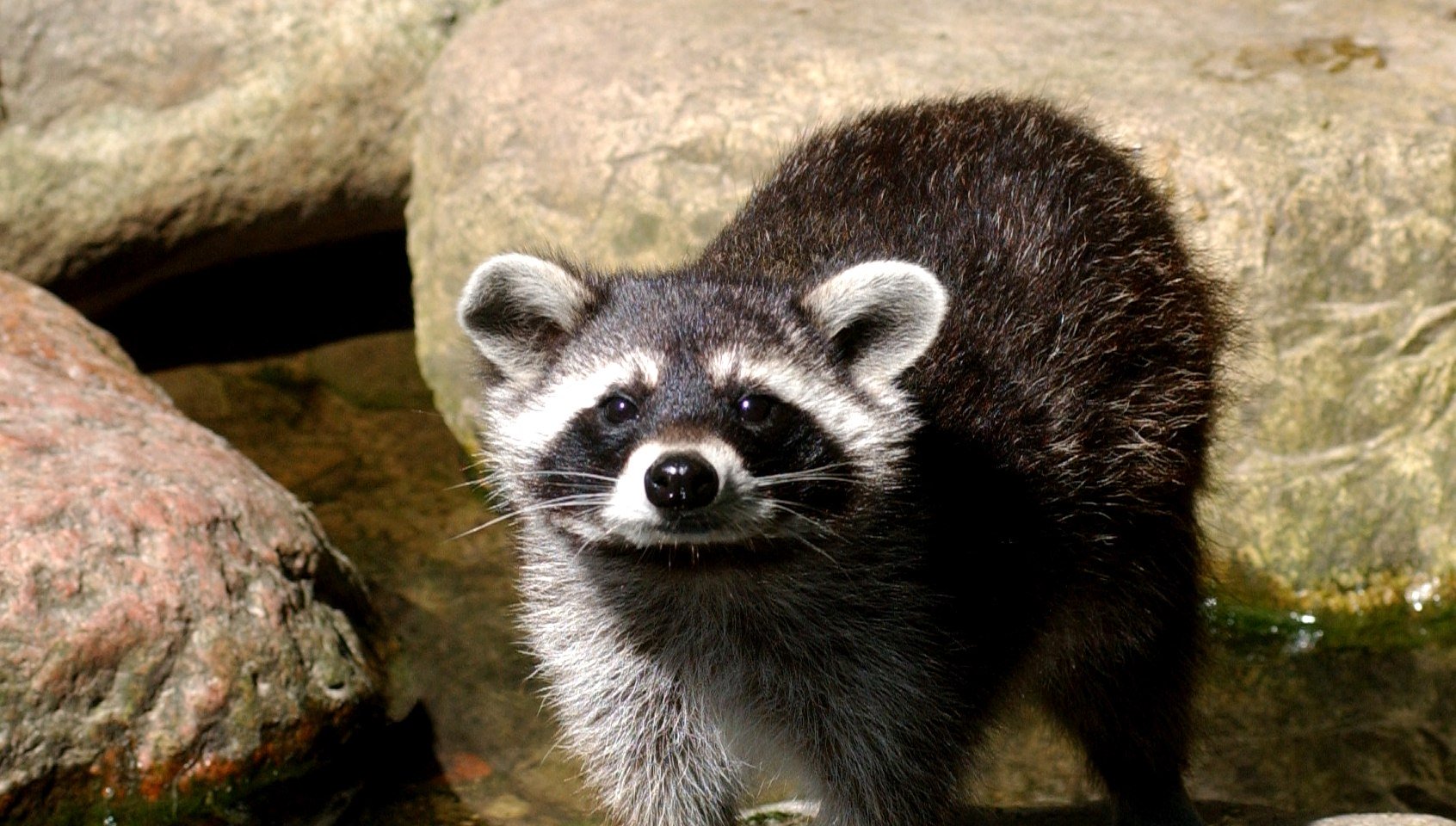 Beim Felle erraten weiches Wachbärenfell erfühlen, © Wildpark Schwarze Berge