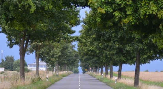 AdM - gemischte Allee im Landkreis Wolfenbüttel, © Max Peters AdM - gemischte Allee im Landkreis Wolfenbüttel, © Max Peters