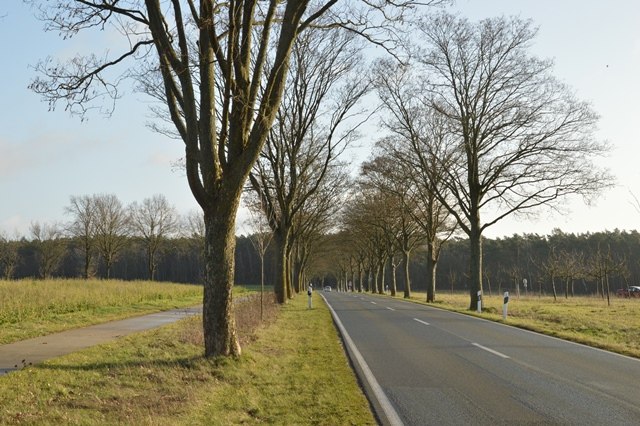 Die Allee aus Berg-Ahorn an der K119 südlich von Engensen verbindet das Dorf mit der Landschaft., © Nora Kraack 