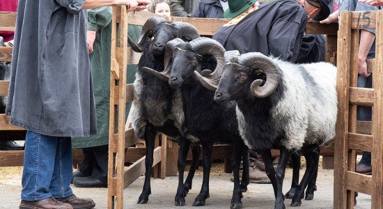 Müden Bockauktion, © Lüneburger Heide GmbH/Thorsten Link 