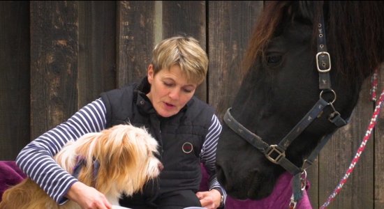 Kutschpferd Fred erzählt in der neuen Webserie Geschichten aus der Lüneburger Heide, © Lüneburger Heide GmbH Kutschpferd Fred erzählt in der neuen Webserie Geschichten aus der Lüneburger Heide, © Lüneburger Heide GmbH