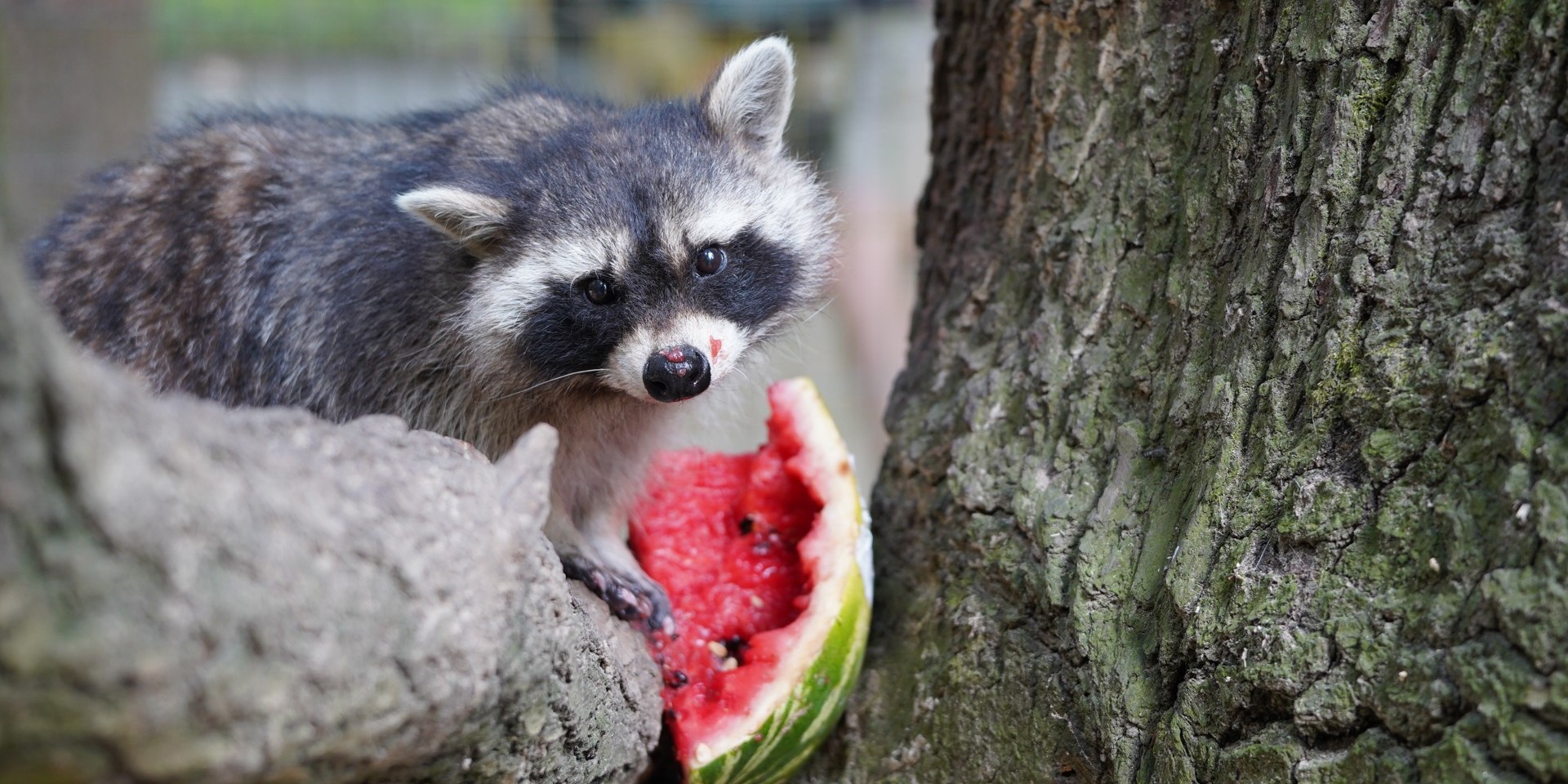 Sommerspaß im Wildpark Schwarze Berge, © Wildpark Schwarze Berge GmbH &amp; Co. KG