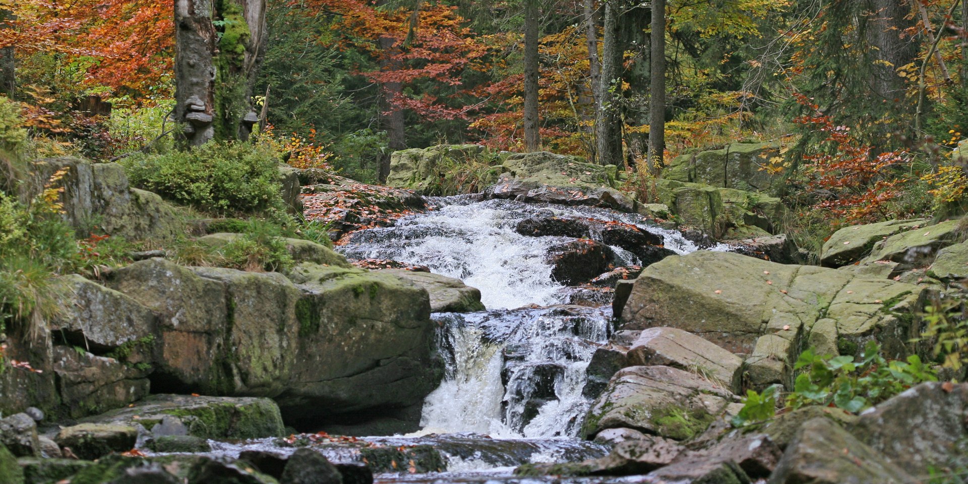  Die Kalte Bode in der Nähe von Braunlage, © Nationalpark Harz/Siegfried Richter