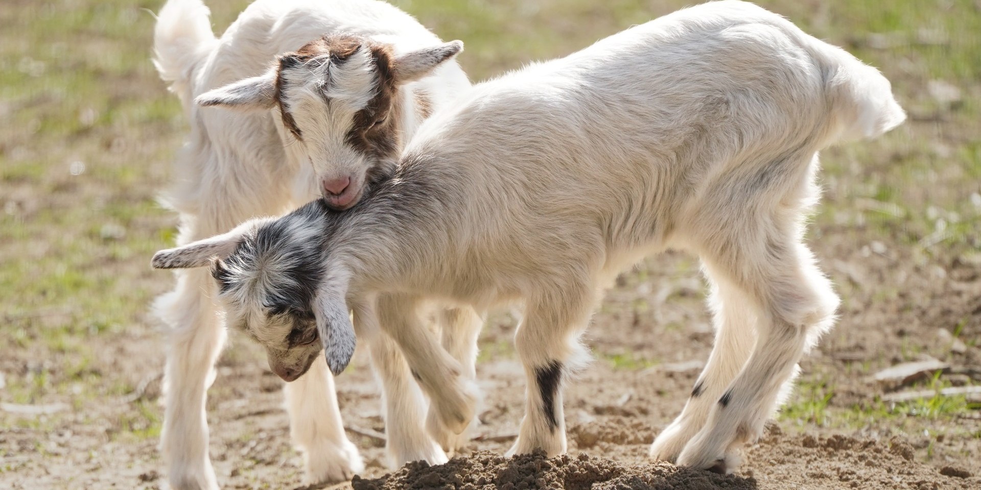 Girgentanzwillinge geboren im Wildpark Schwarze Berge, © Wildpark Schwarze Berge