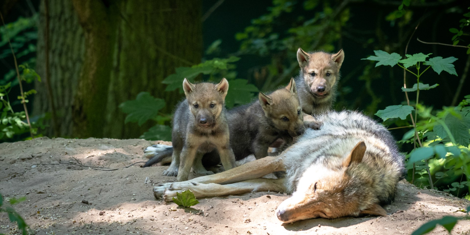 Mutterglück im Wolfscenter, © WOLFCENTER Dörverden