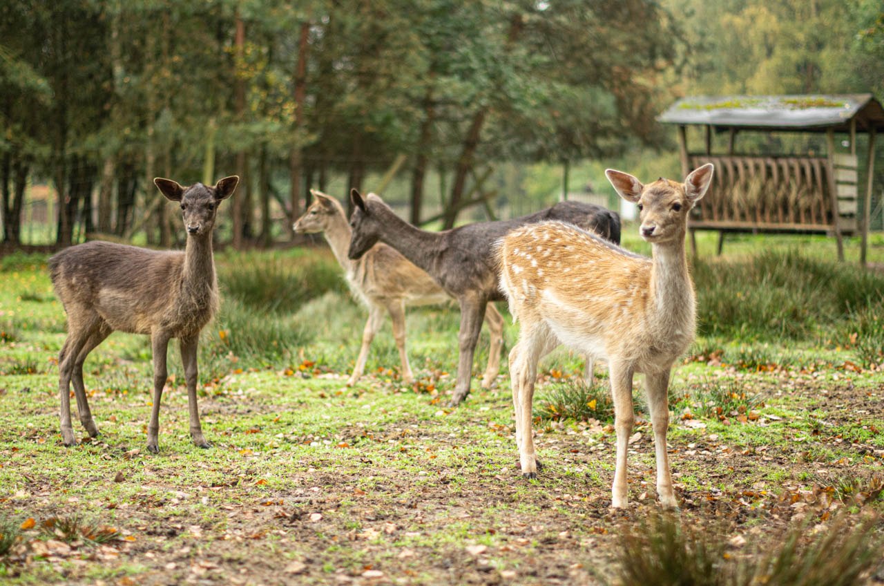 Damwild im Kontaktgehege, © Wildpark Müden GmbH