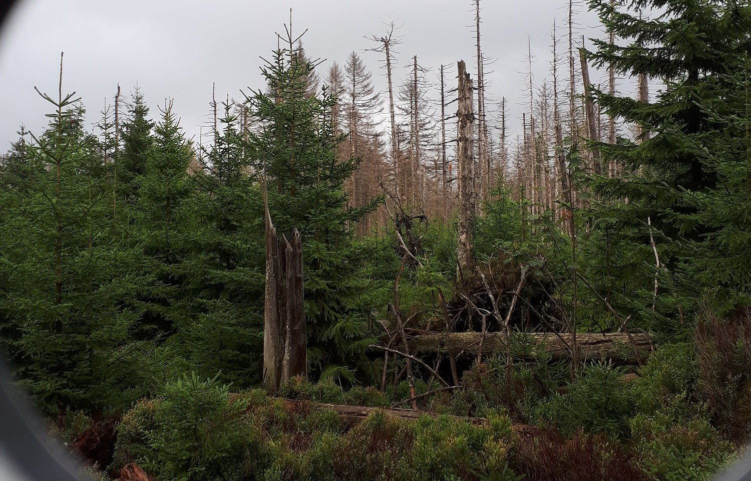 Fotospot am WaldWandelWeg bei Torfhaus, © Nationalpark Harz