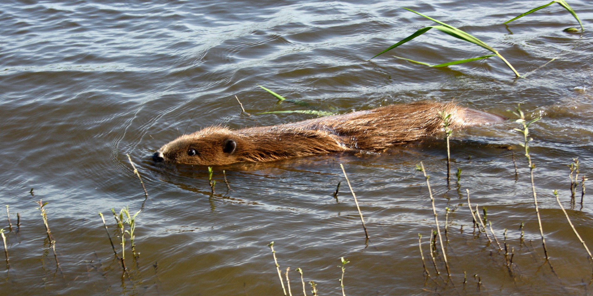 Biber im flachen Wasser, © Biosphaerium Elbtalaue GmbH