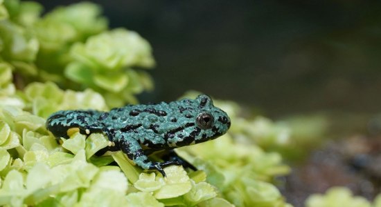 Rotbauchunken, © Erlebnis-Zoo Hannover