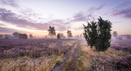 Lüneburger Heide, © TMN/Markus Tiemann Lüneburger Heide, © TMN/Markus Tiemann