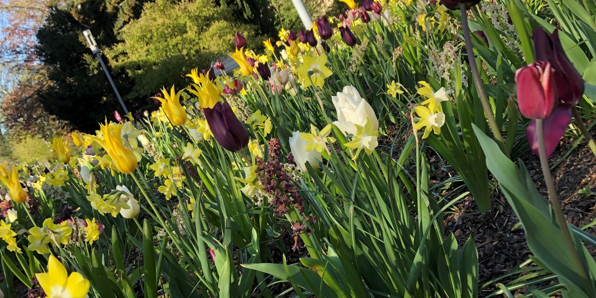 Frühlingsbeete im Kurpark Bad Nenndorf, im Hintergrund das Hotel Esplanade, © Kur- und Tourismusgesellschaft Staatsbad Nenndorf mbH