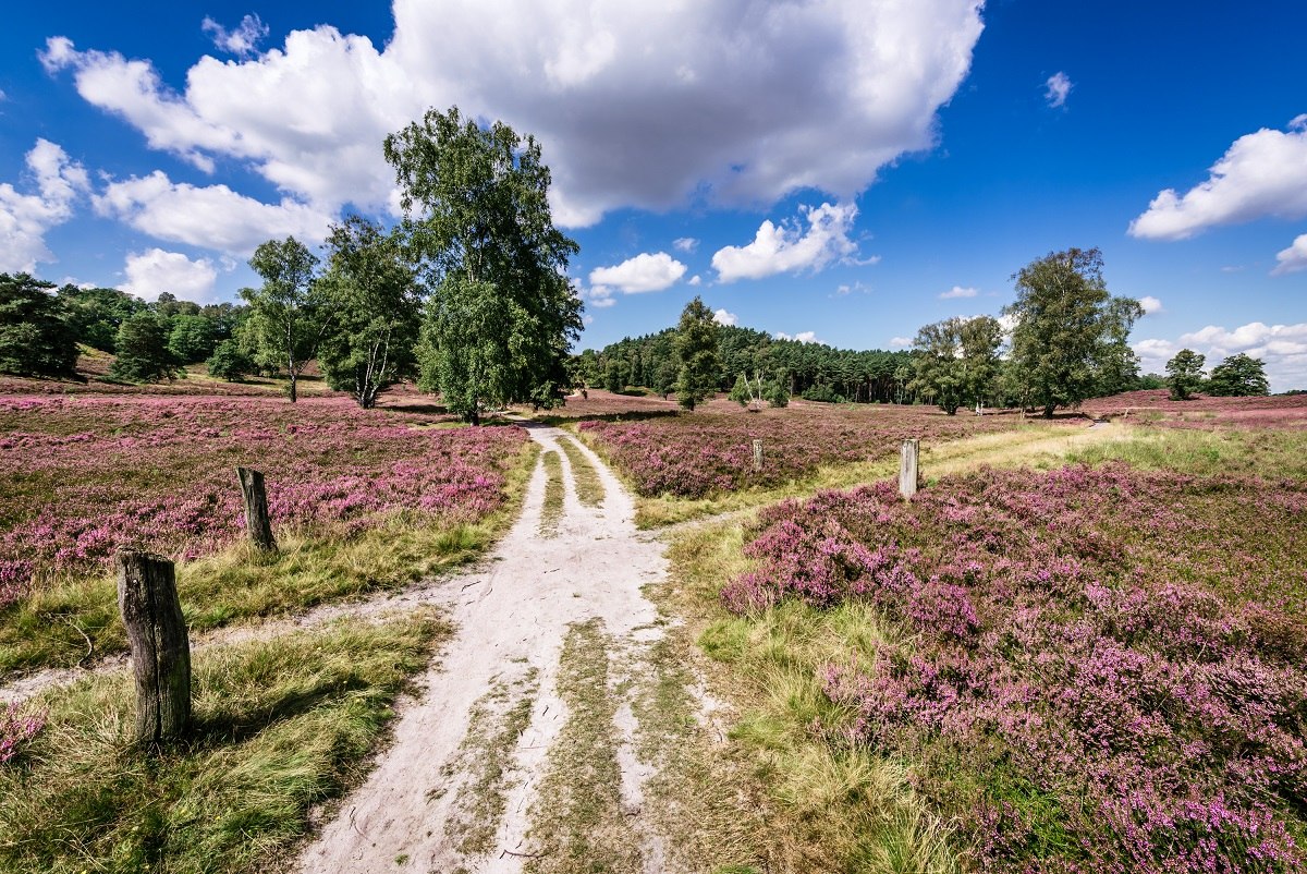 Wandern auf dem Heidschnuckenweg , © Lüneburger Heide GmbH