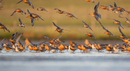 16. Zugvogeltage, © Ralph Martin 16. Zugvogeltage, © Ralph Martin