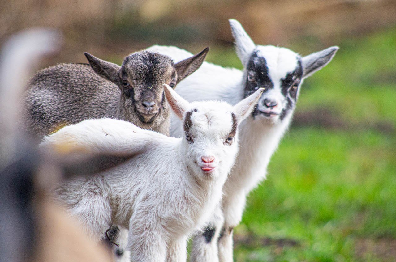 Zwergziegen im Wildpark Müden, © Wildpark Müden GmbH