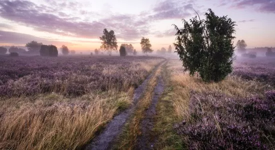 Heide-Videos für den Großbildschirm , © Lüneburger Heide GmbH/ Markus Tiemann Heide-Videos für den Großbildschirm , © Lüneburger Heide GmbH/ Markus Tiemann