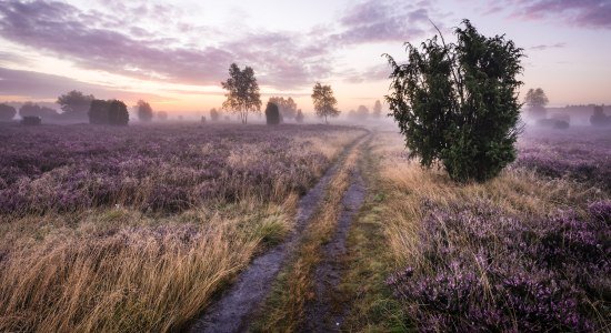 Heide-Videos für den Großbildschirm , © Lüneburger Heide GmbH/ Markus Tiemann Heide-Videos für den Großbildschirm , © Lüneburger Heide GmbH/ Markus Tiemann