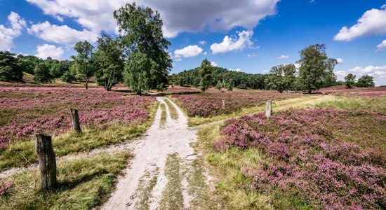 Fischbeker Heide, © Lüneburger Heide GmbH Fischbeker Heide, © Lüneburger Heide GmbH
