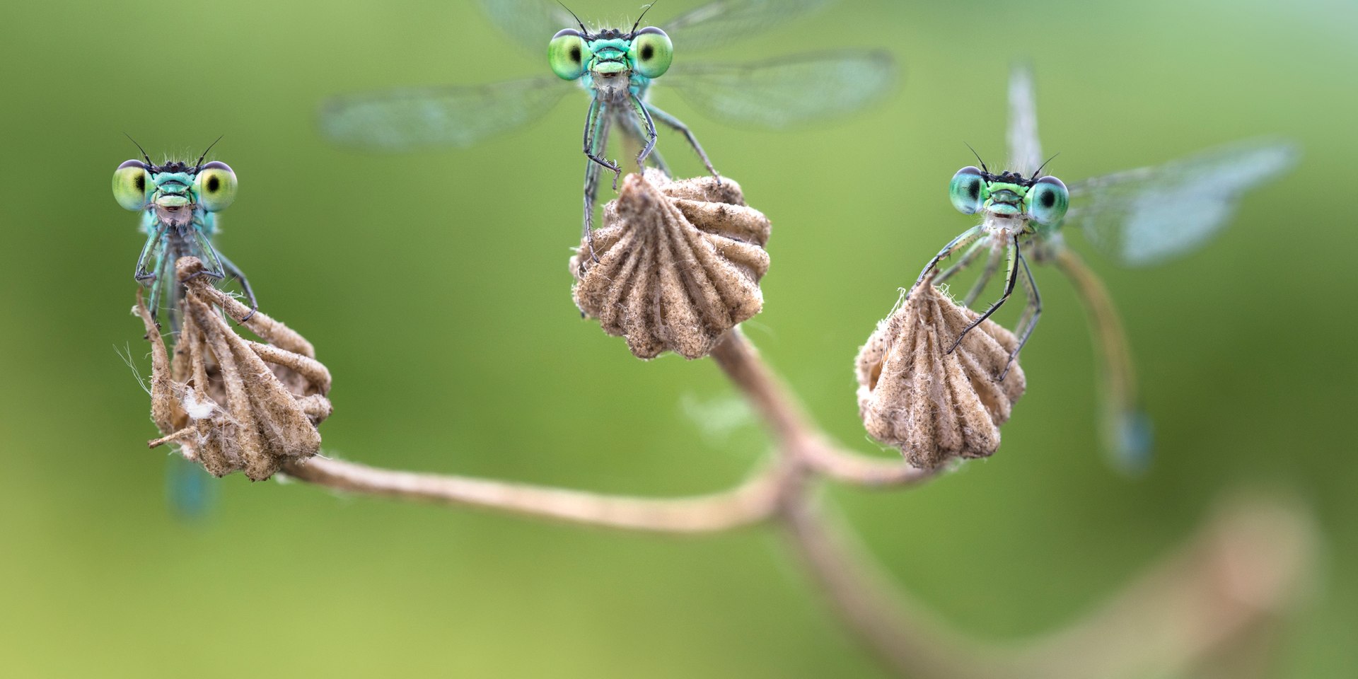 Facettenreiche Insekten, © Alberto Ghizzi Panizza