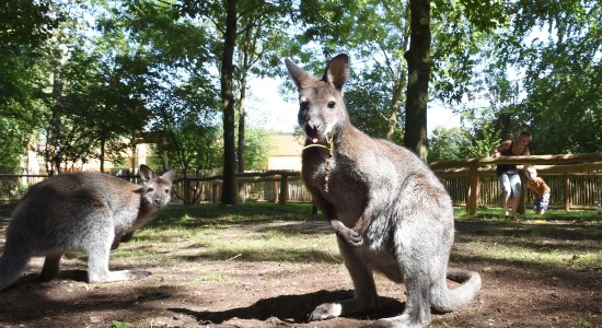 Neuer Känguru-Pfad im Serengeti-Park, © Serengeti-Park Hodenhagen GmbH 