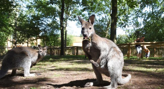 Neuer Känguru-Pfad im Serengeti-Park, © Serengeti-Park Hodenhagen GmbH Neuer Känguru-Pfad im Serengeti-Park, © Serengeti-Park Hodenhagen GmbH
