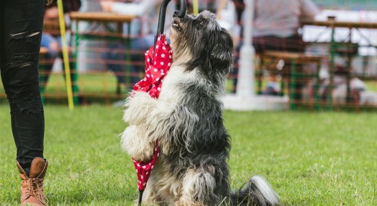 Dog Days Hannover, © Stadt Events/Giovelli Dog Days Hannover, © Stadt Events/Giovelli