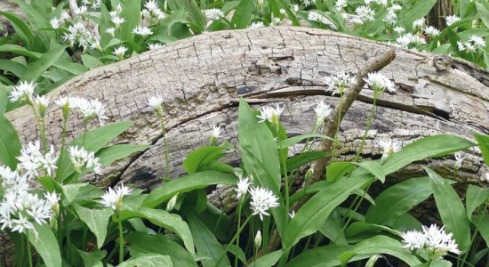 Tätigkeitsbereicht 2019 erschienen, © Nationalpark Harz