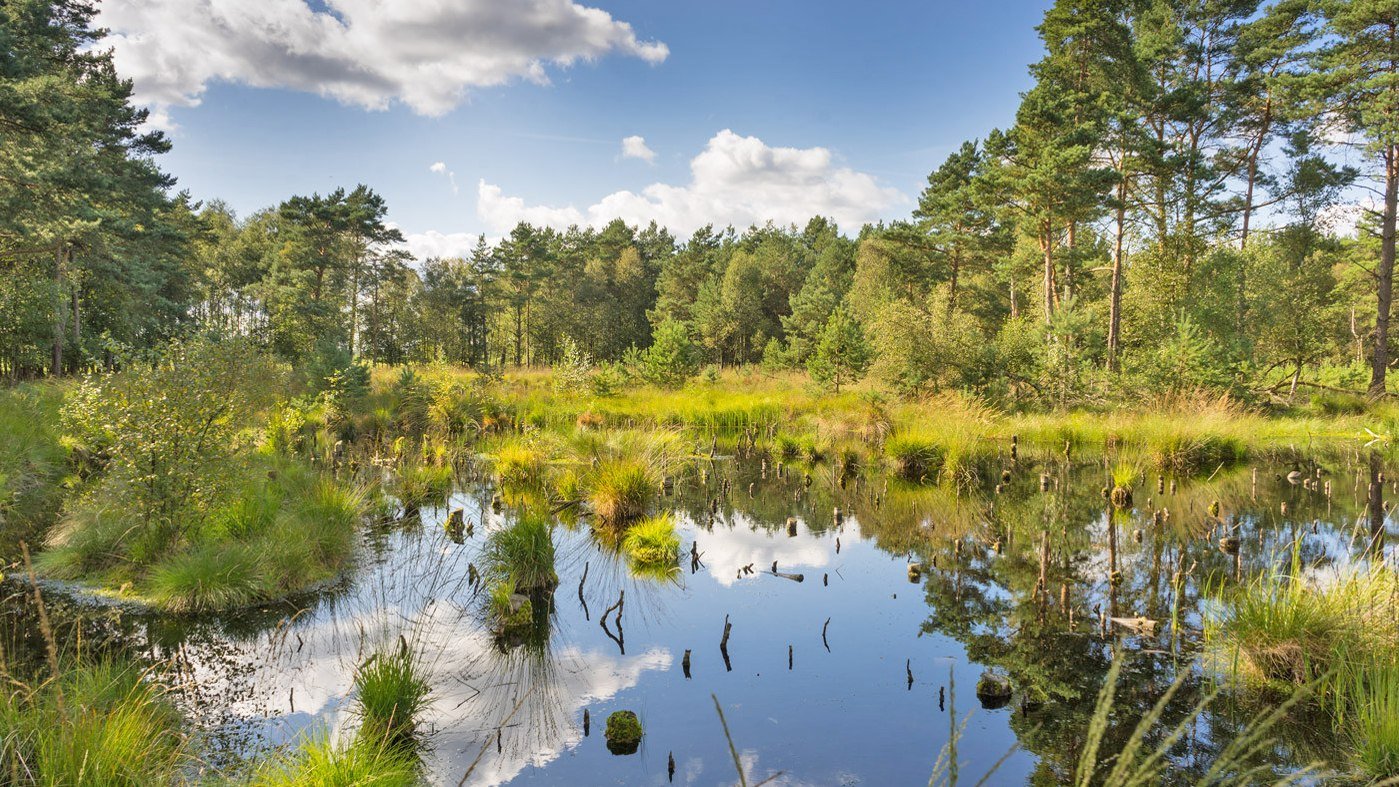 Noordpad DörtMoor GrootWitMoor, © Karl-Georg-Müller alias Der Schlenderer