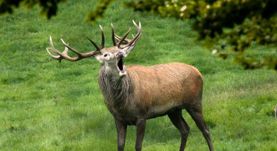 Rotwild röhrend im Wildpark Schwarze Berge, © Wildpark Schwarze Berge
