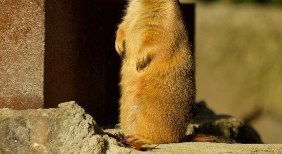 Praeriehund beim Late-Zoo im Erlebnis-Zoo, © Zoo Hannover gGmbH