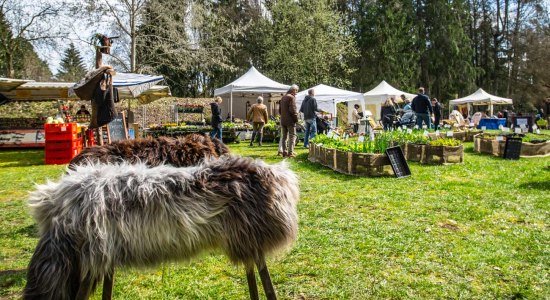 Frühjahrsmarkt im Wildpark Müden , © Wildpark Müden GmbH