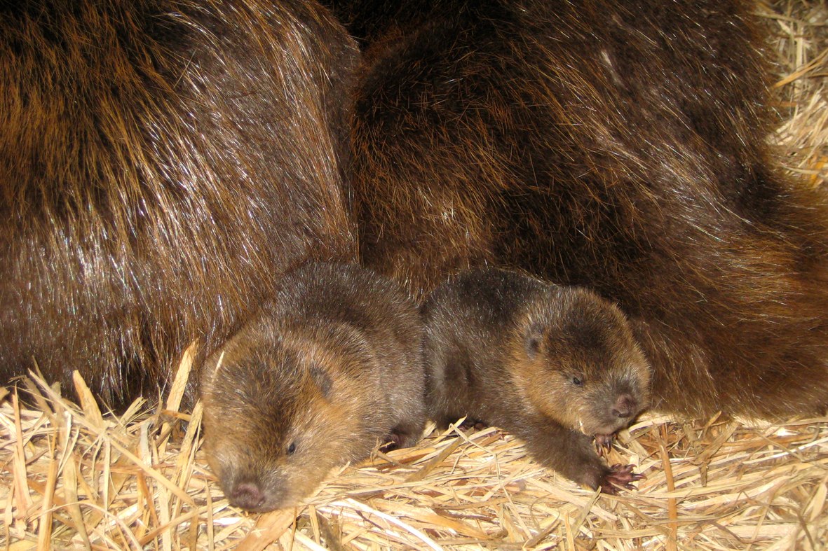 Bibernachwuchs mit Eltern , ©  Biosphaerium