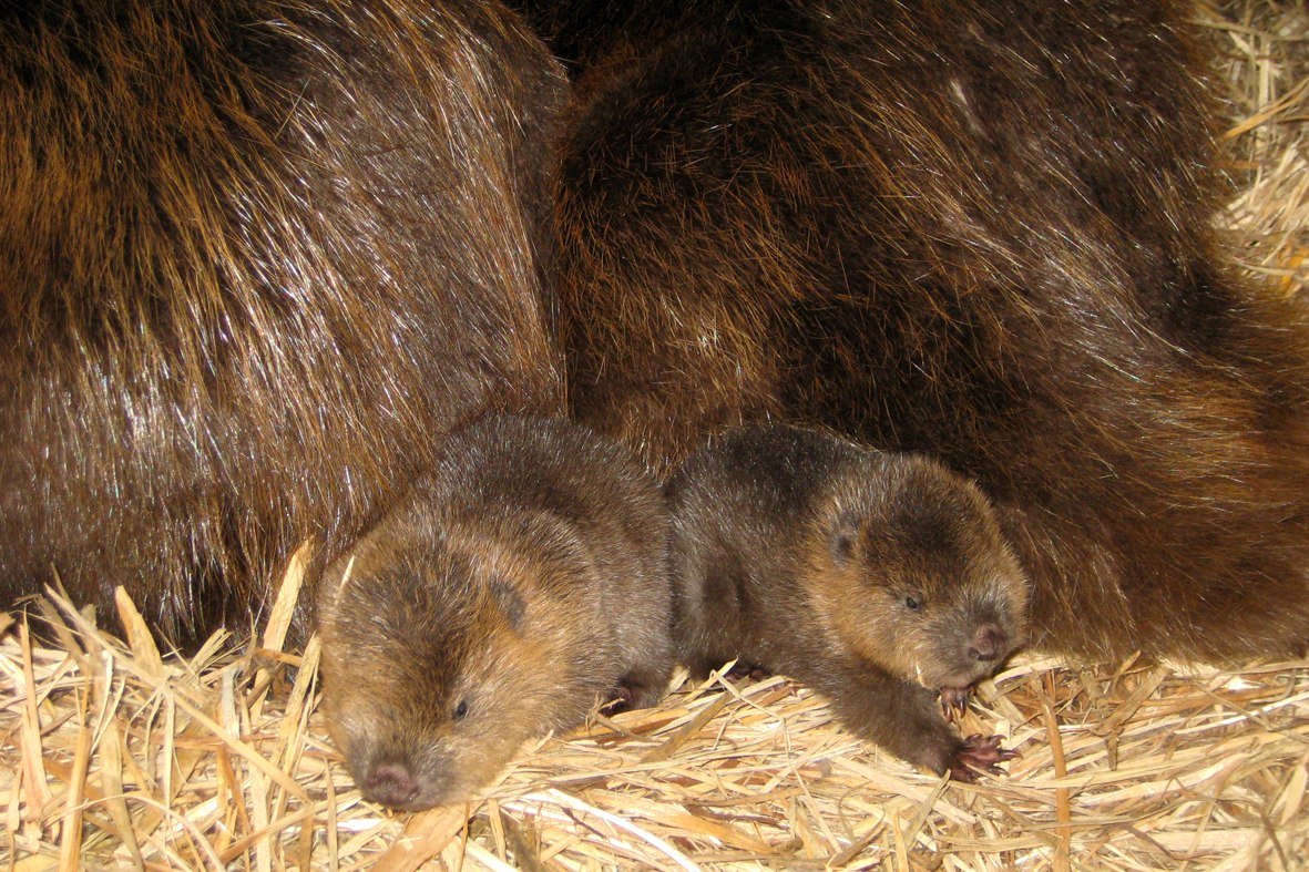 Bibernachwuchs mit Eltern , ©  Biosphaerium