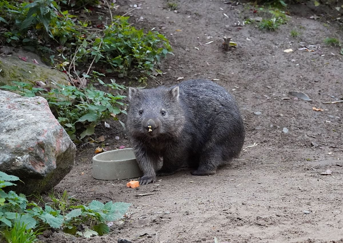 Darf es sich schmecken lassen - Wombat Maya, © Erlebnis Zoo Hannover